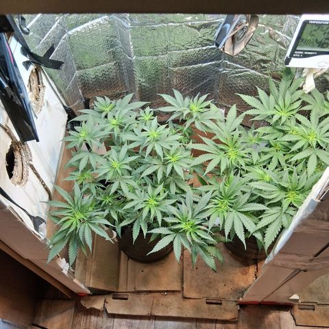 3 Critical Orange Punch growlog timeline photo