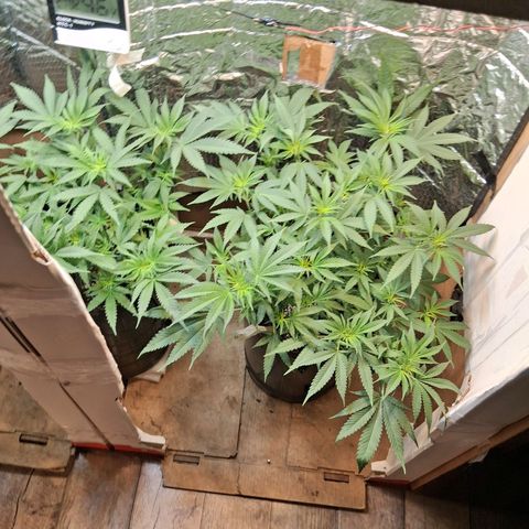 3 Critical Orange Punch growlog timeline photo