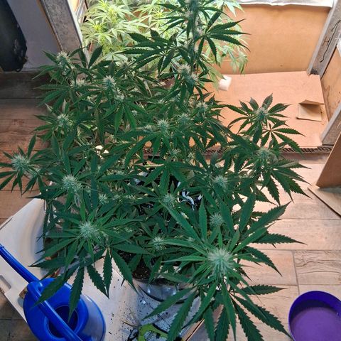 2 Auto Power Plant growlog timeline photo