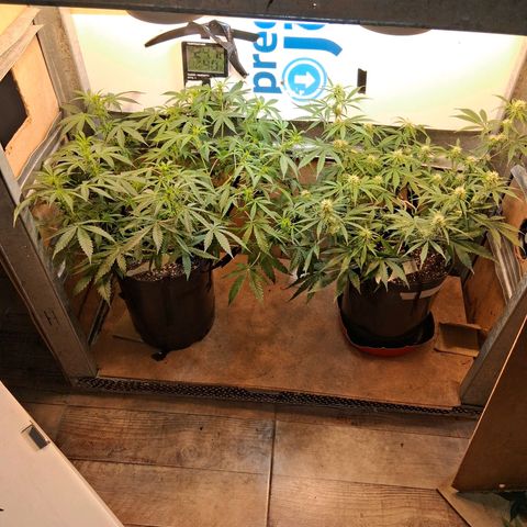 2 Auto Power Plant growlog timeline photo