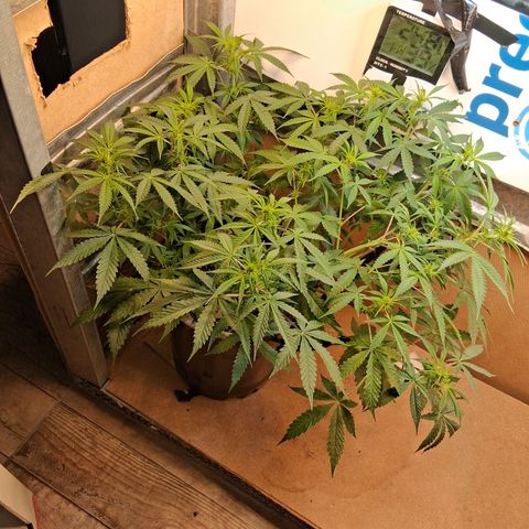 2 Auto Power Plant growlog timeline photo