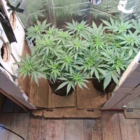 3 Critical Orange Punch growlog timeline photo