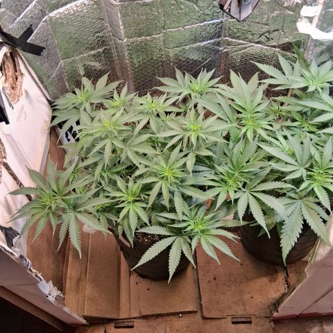 3 Critical Orange Punch growlog timeline photo