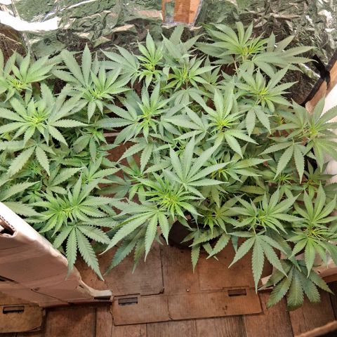 3 Critical Orange Punch growlog timeline photo