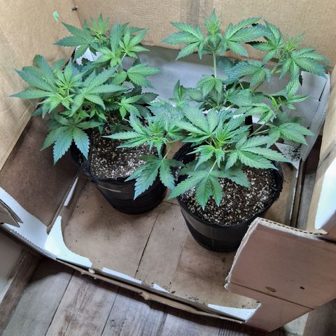 2 Egypto Indian seeds growlog timeline photo