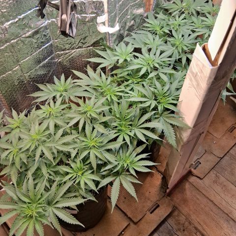 3 Critical Orange Punch growlog timeline photo