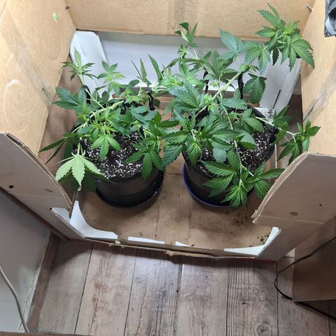 2 Egypto Indian seeds growlog timeline photo