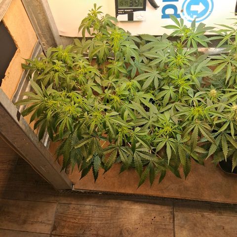 2 Auto Power Plant growlog timeline photo