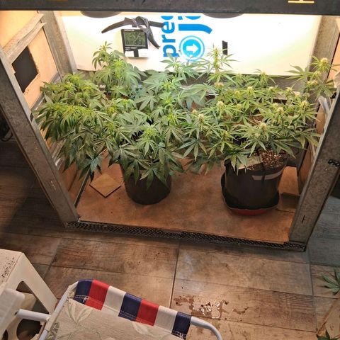 2 Auto Power Plant growlog timeline photo