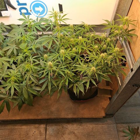 2 Auto Power Plant growlog timeline photo