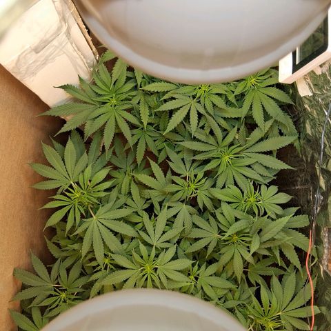 3 Critical Orange Punch growlog timeline photo