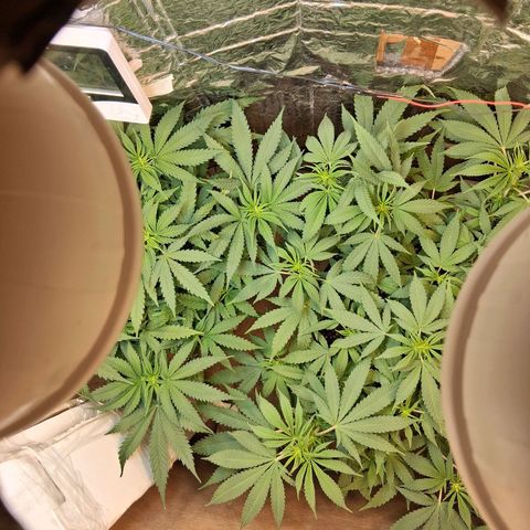 3 Critical Orange Punch growlog timeline photo