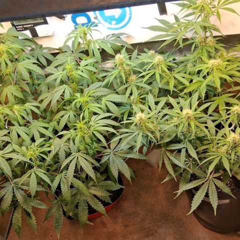 2 Auto Power Plant growlog timeline photo