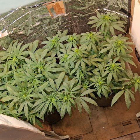3 Critical Orange Punch growlog timeline photo