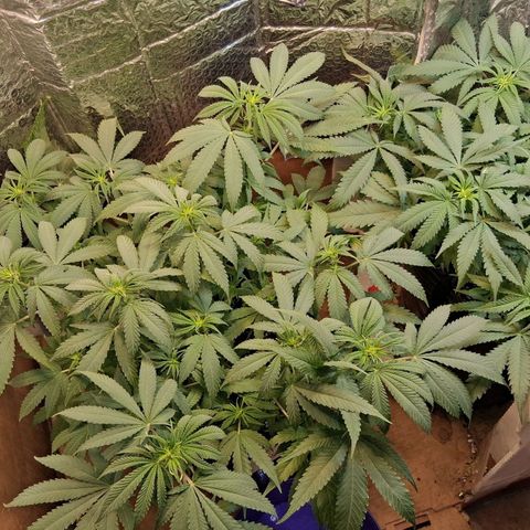 3 Critical Orange Punch growlog timeline photo