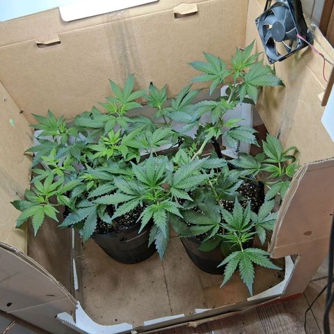 2 Egypto Indian seeds growlog timeline photo