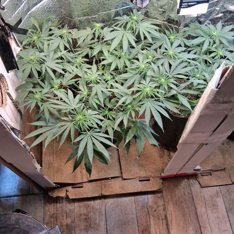 3 Critical Orange Punch growlog timeline photo