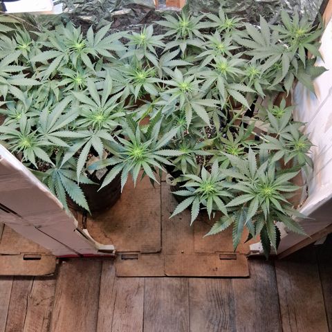 3 Critical Orange Punch growlog timeline photo
