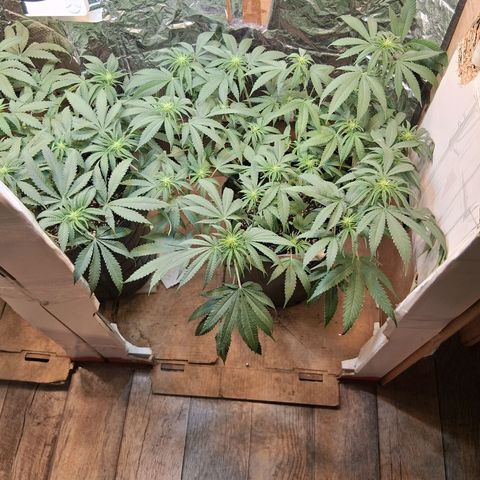 3 Critical Orange Punch growlog timeline photo