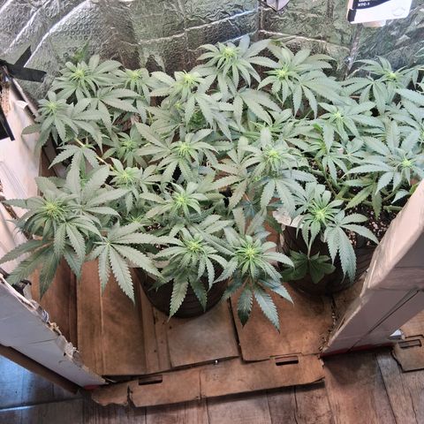 3 Critical Orange Punch growlog timeline photo