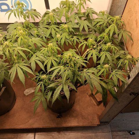 2 Auto Power Plant growlog timeline photo