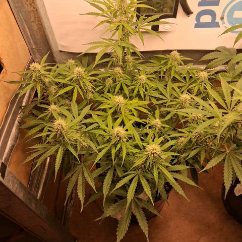 2 Auto Power Plant growlog timeline photo