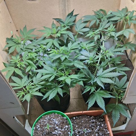2 Egypto Indian seeds growlog timeline photo