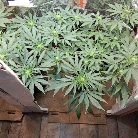 3 Critical Orange Punch growlog timeline photo