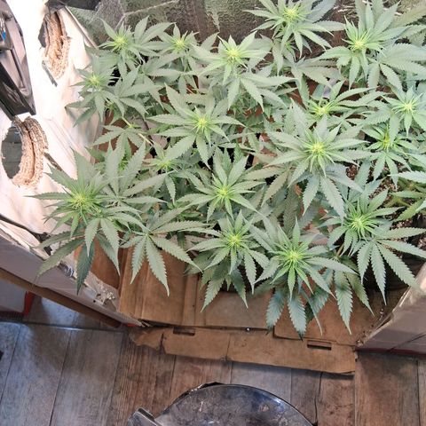 3 Critical Orange Punch growlog timeline photo