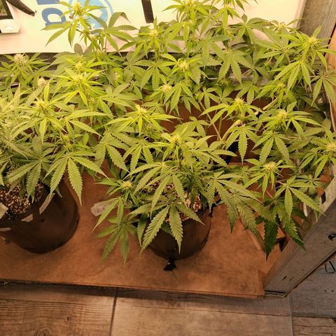2 Auto Power Plant growlog timeline photo