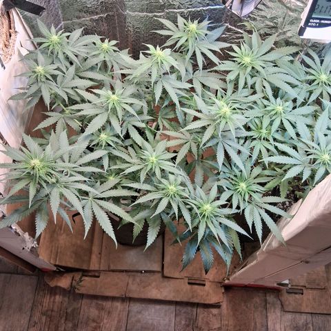 3 Critical Orange Punch growlog timeline photo