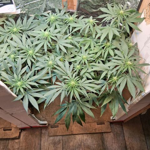 3 Critical Orange Punch growlog timeline photo
