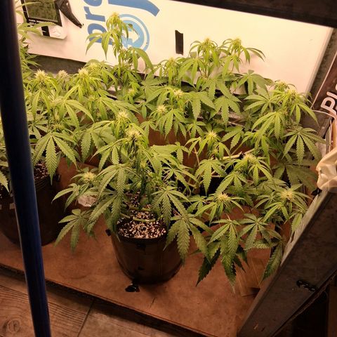 2 Auto Power Plant growlog timeline photo