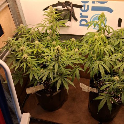 2 Auto Power Plant growlog timeline photo