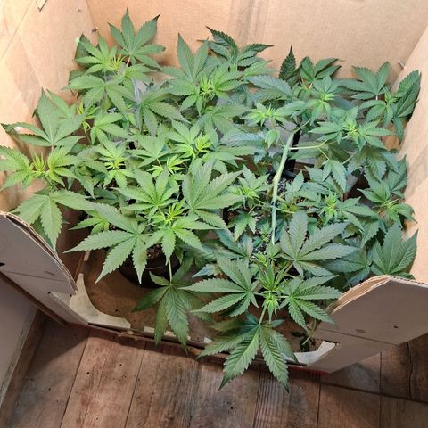 2 Egypto Indian seeds growlog timeline photo