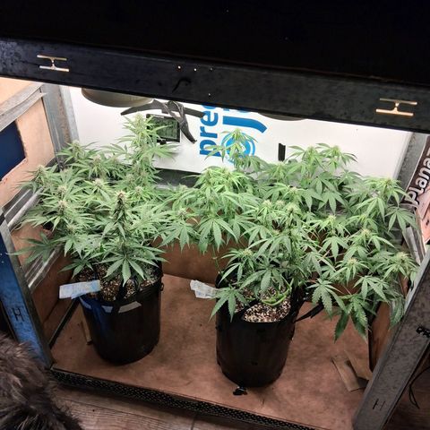 2 Auto Power Plant growlog timeline photo
