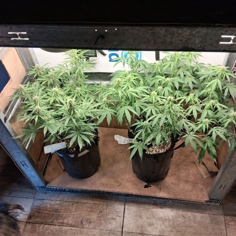 2 Auto Power Plant growlog timeline photo