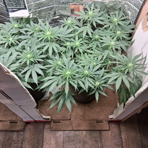 3 Critical Orange Punch growlog timeline photo