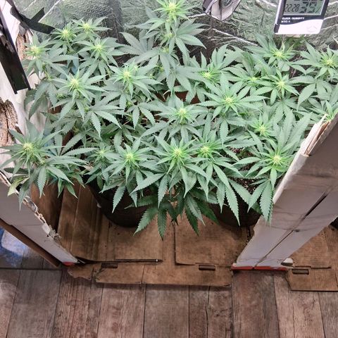 3 Critical Orange Punch growlog timeline photo