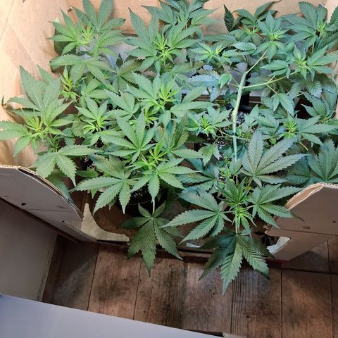 2 Egypto Indian seeds growlog timeline photo