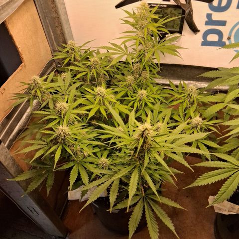 2 Auto Power Plant growlog timeline photo