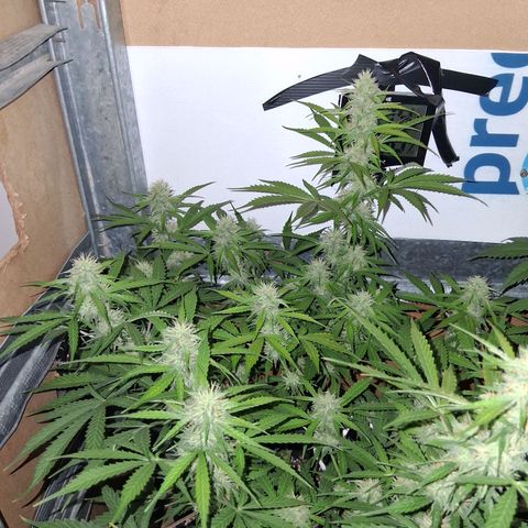 2 Auto Power Plant growlog timeline photo