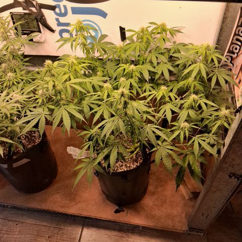 2 Auto Power Plant growlog timeline photo