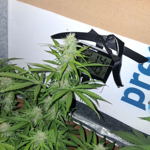 2 Auto Power Plant growlog timeline photo