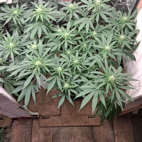 3 Critical Orange Punch growlog timeline photo