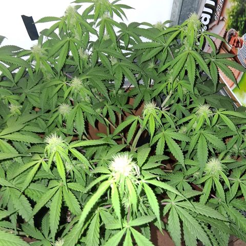 2 Auto Power Plant growlog timeline photo