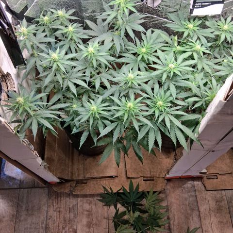 3 Critical Orange Punch growlog timeline photo