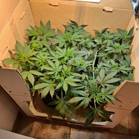 2 Egypto Indian seeds growlog timeline photo