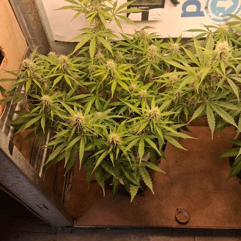 2 Auto Power Plant growlog timeline photo