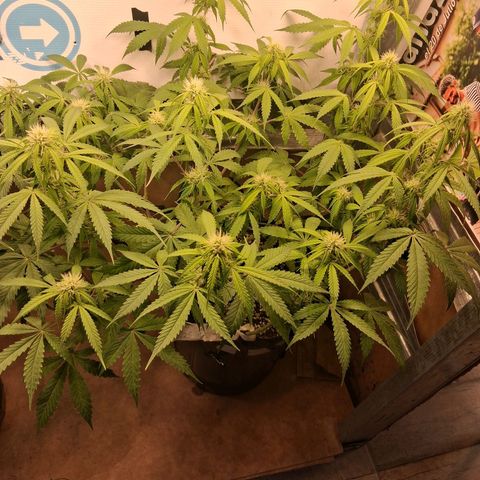 2 Auto Power Plant growlog timeline photo